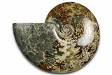 Polished Ammonite (Cleoniceras) Fossil - Madagascar #369622-1